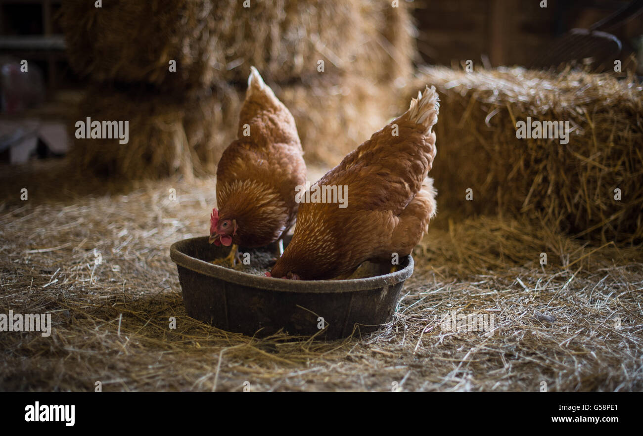 Free range organically raised chickens feed at the Lakota Ranch Farm May 21, 2016 in Remington, Virginia. Stock Photo
