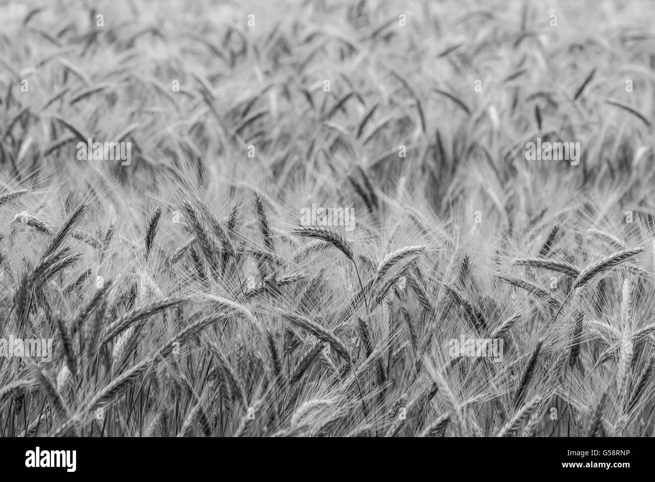 Barley in the field Stock Photo Alamy