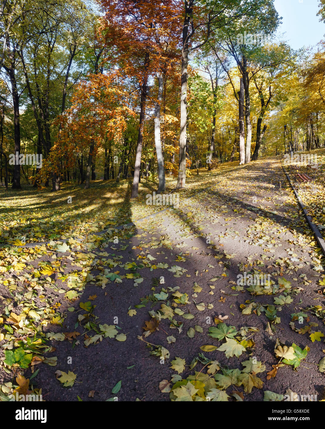 Shadows of tree trunk  on path strewn with yellow maple leaves in autumn city park. Stock Photo