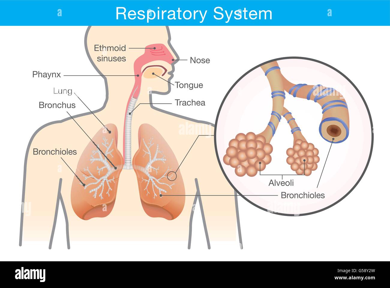 Respiratory system of human Stock Vector