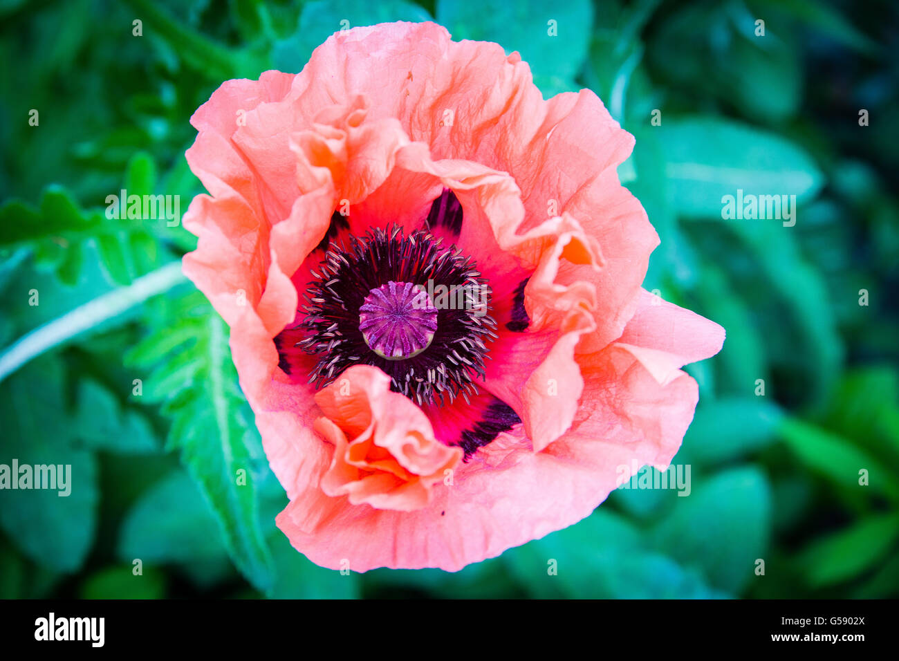 Brittleness hires stock photography and images Alamy