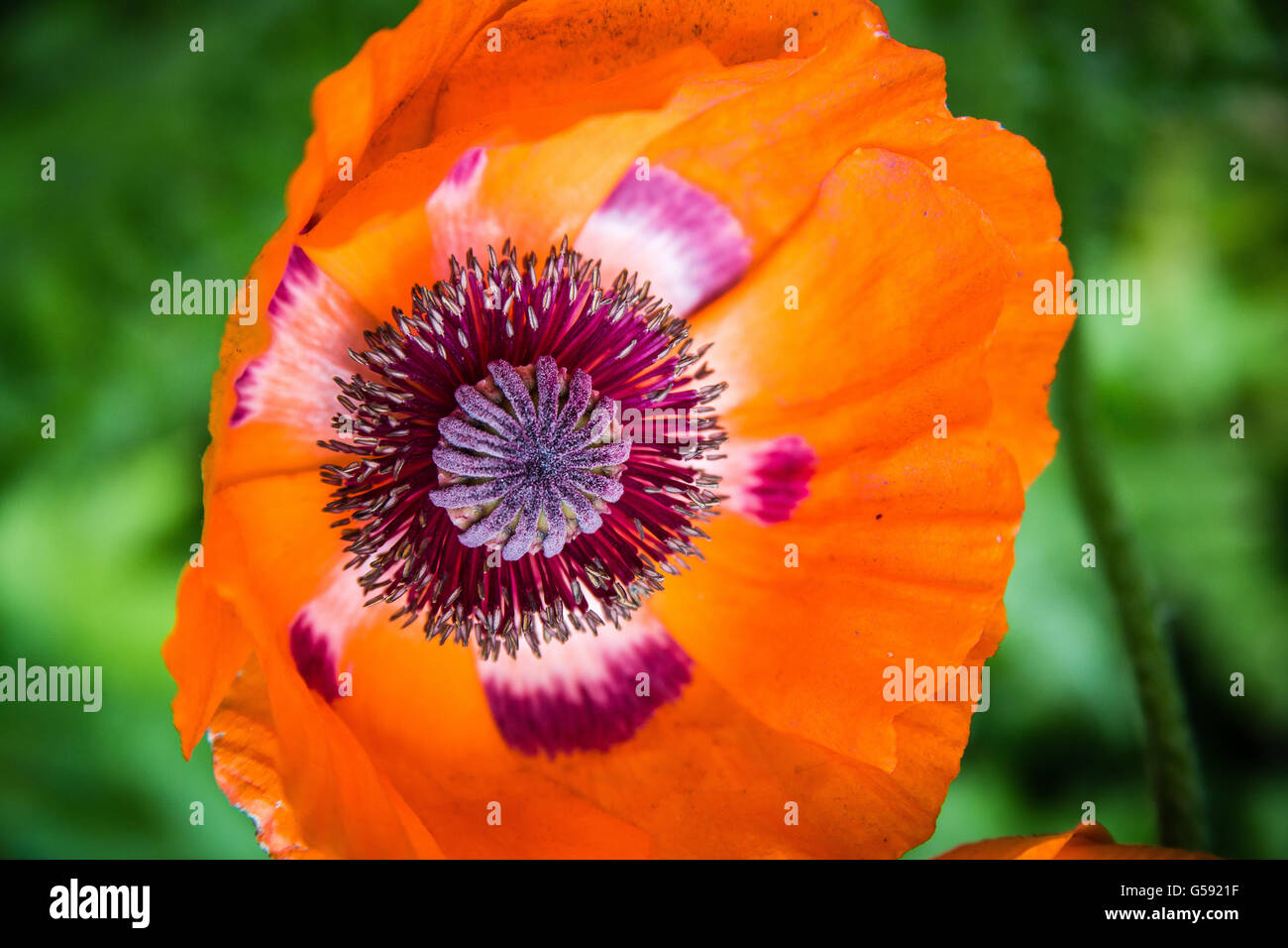 One red poppy Stock Photo - Alamy