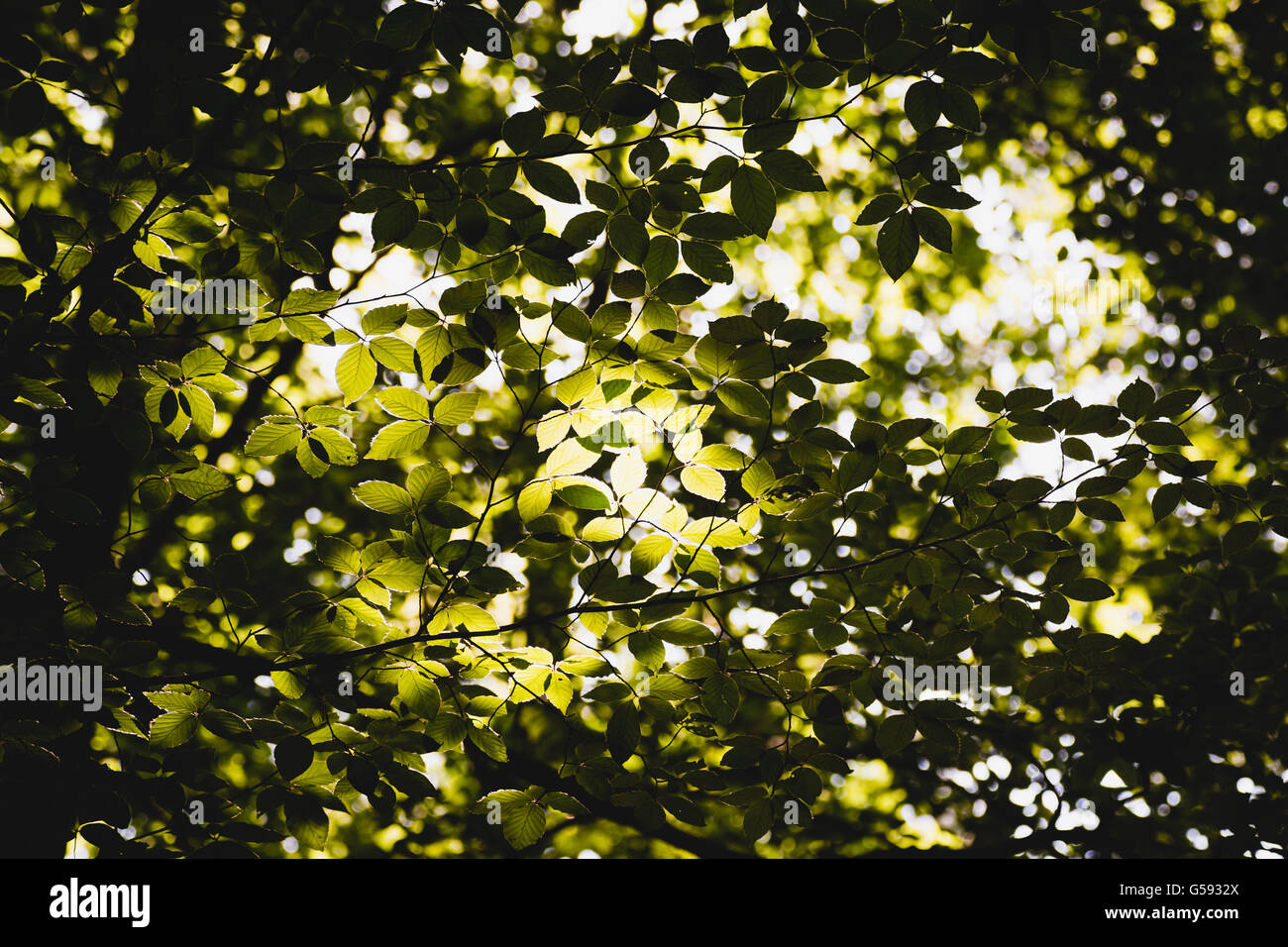 Plants lush green leaves hi-res stock photography and images - Alamy