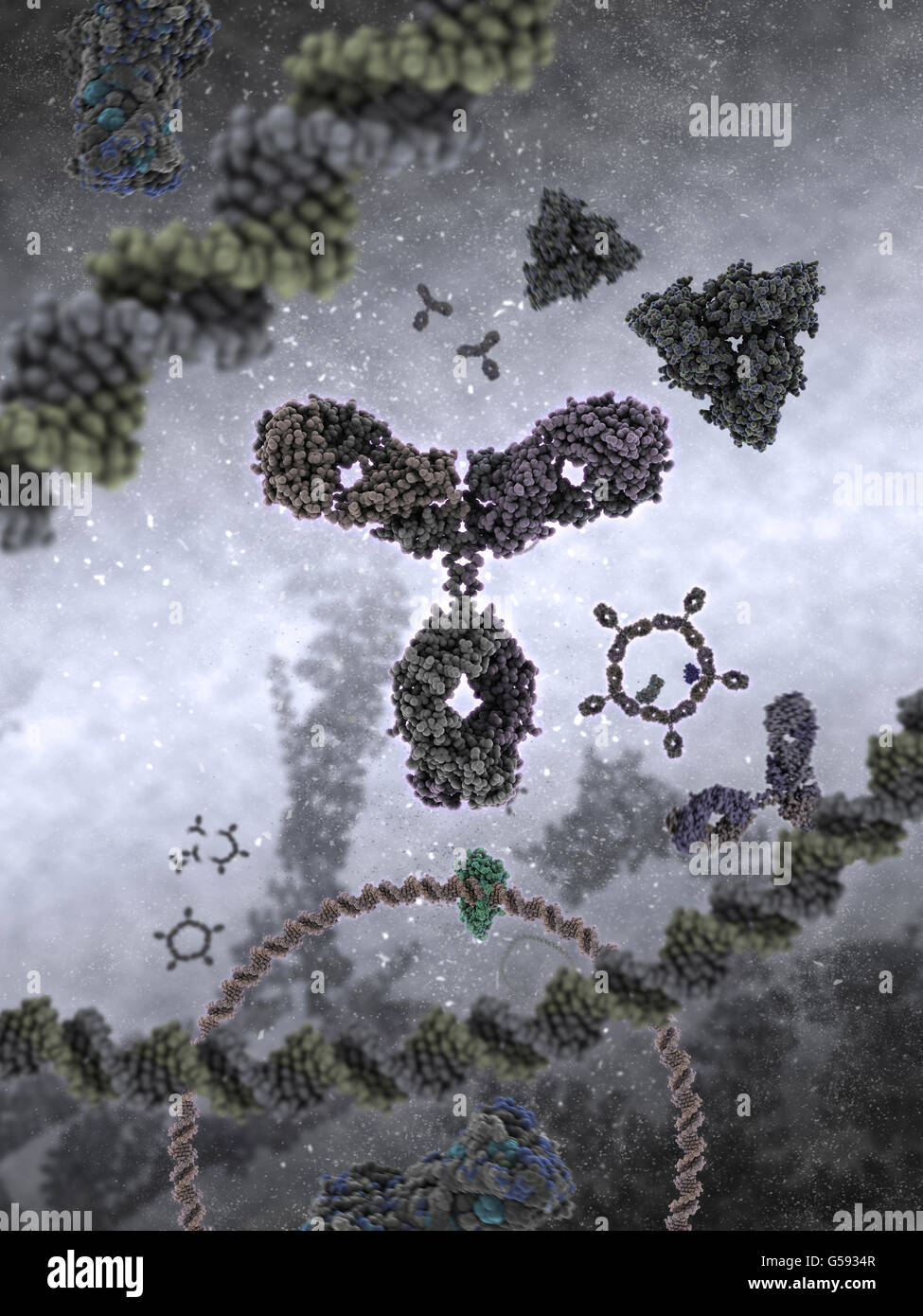 Antibody a.k.a. Immunoglobulin G (IgG) is a Y-shaped protein and part of the human immune system Stock Photo