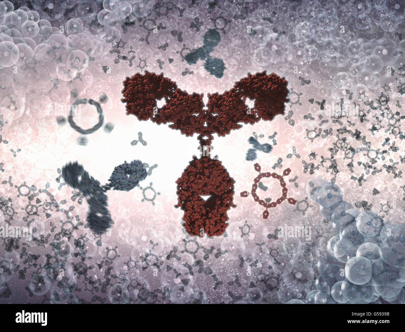 Antibody a.k.a. Immunoglobulin G (IgG) is a Y-shaped protein and part of the human immune system Stock Photo