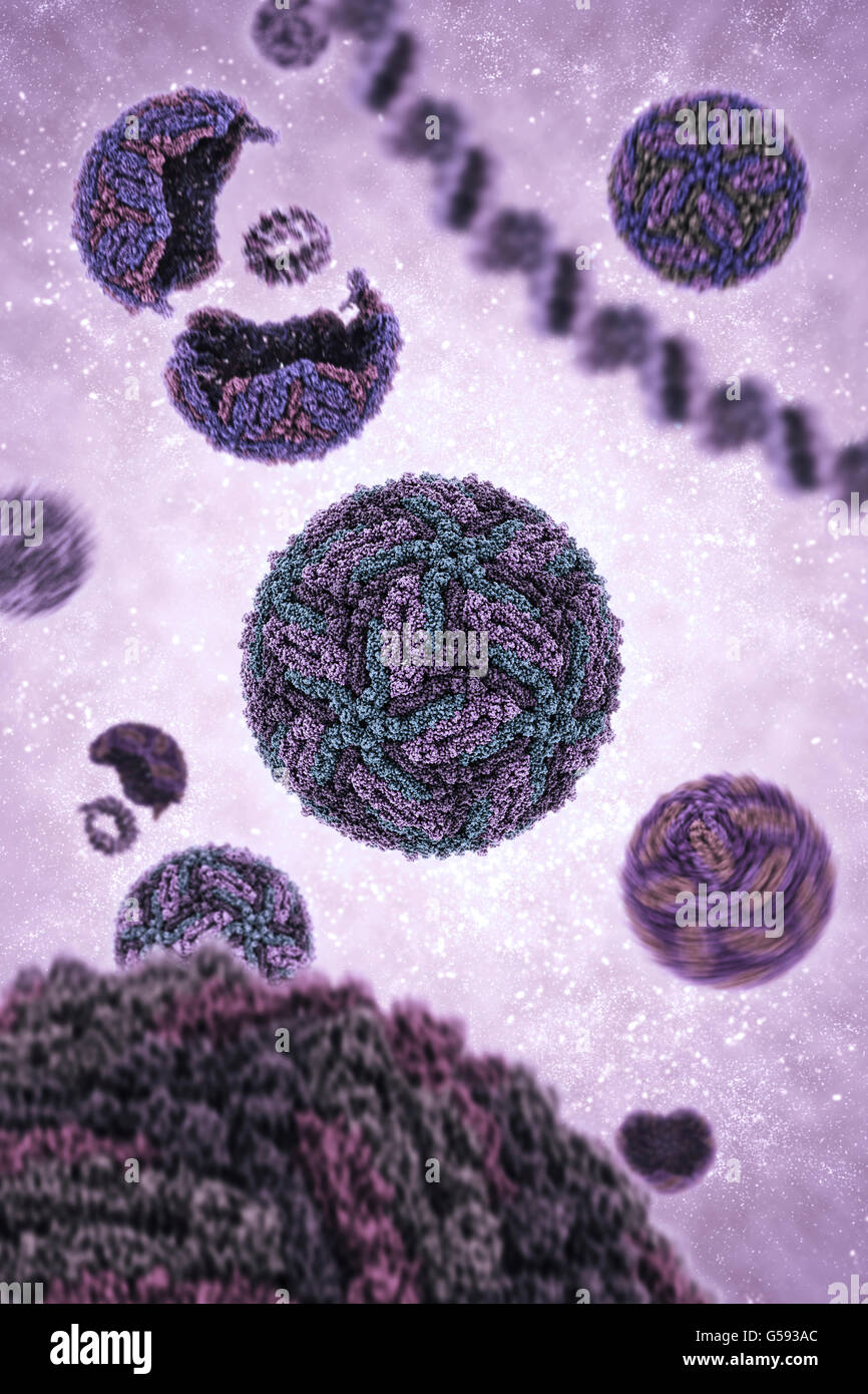 Zika virus. It is spread by mosquitoes and in humans it can cause ...