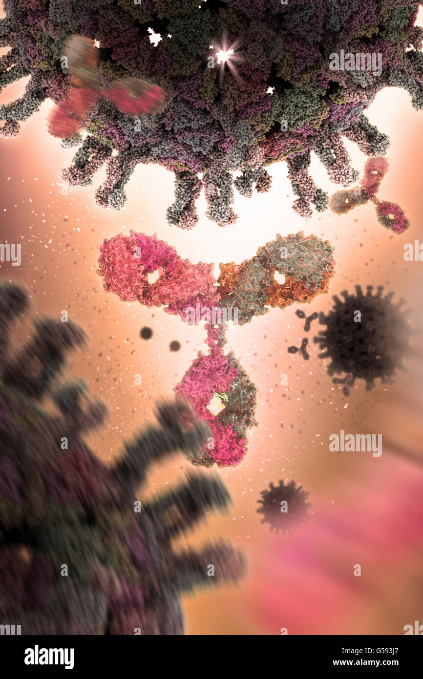 Antibody a.k.a. Immunoglobulin G (IgG), a Y-shaped protein, part of the human immune system against foreign virus particles Stock Photo
