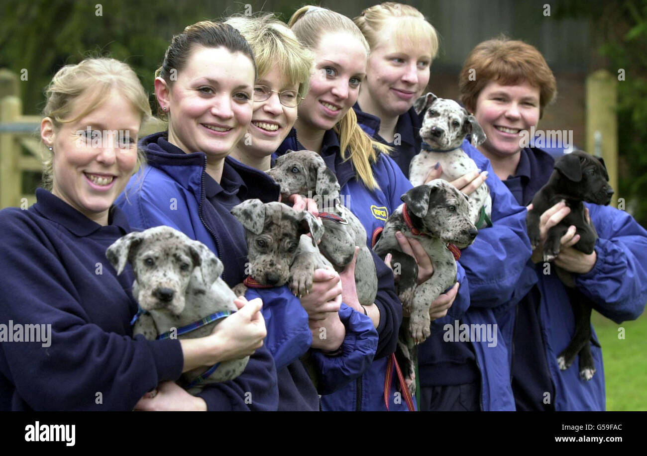 Millbrook hotsell rspca dogs