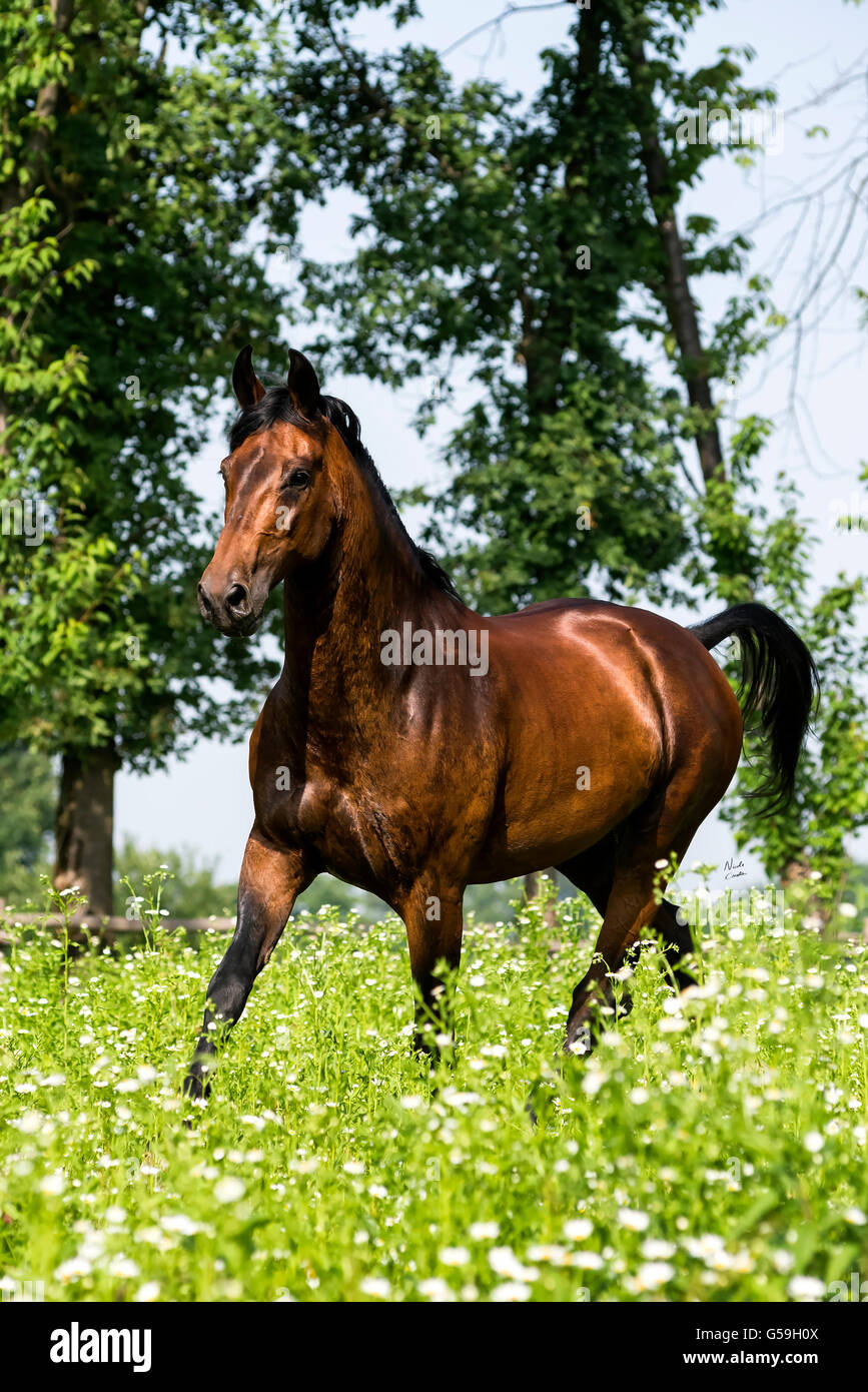 Beautiful Maremmano horse running free Stock Photo