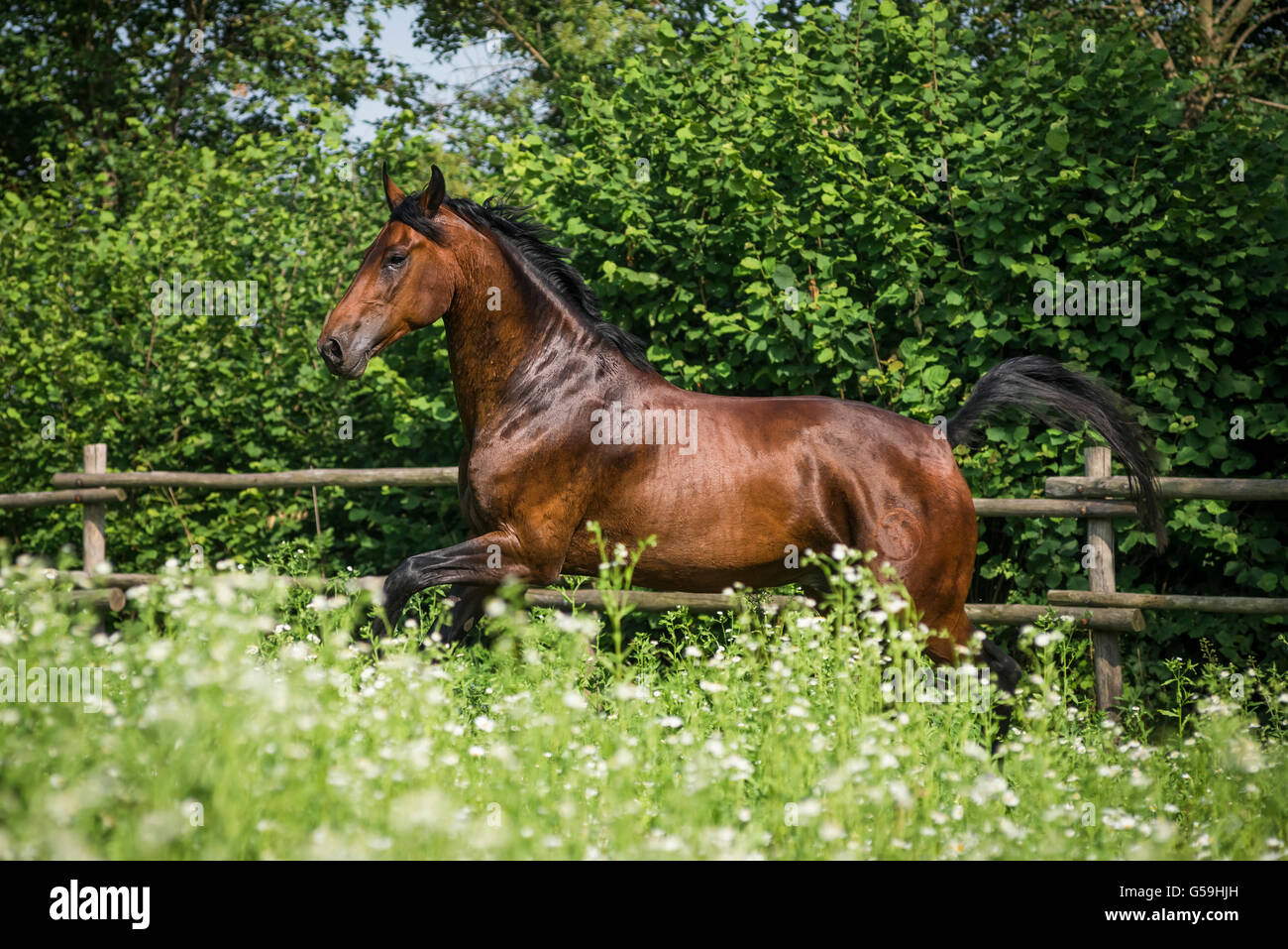 Beautiful Maremmano horse running free Stock Photo