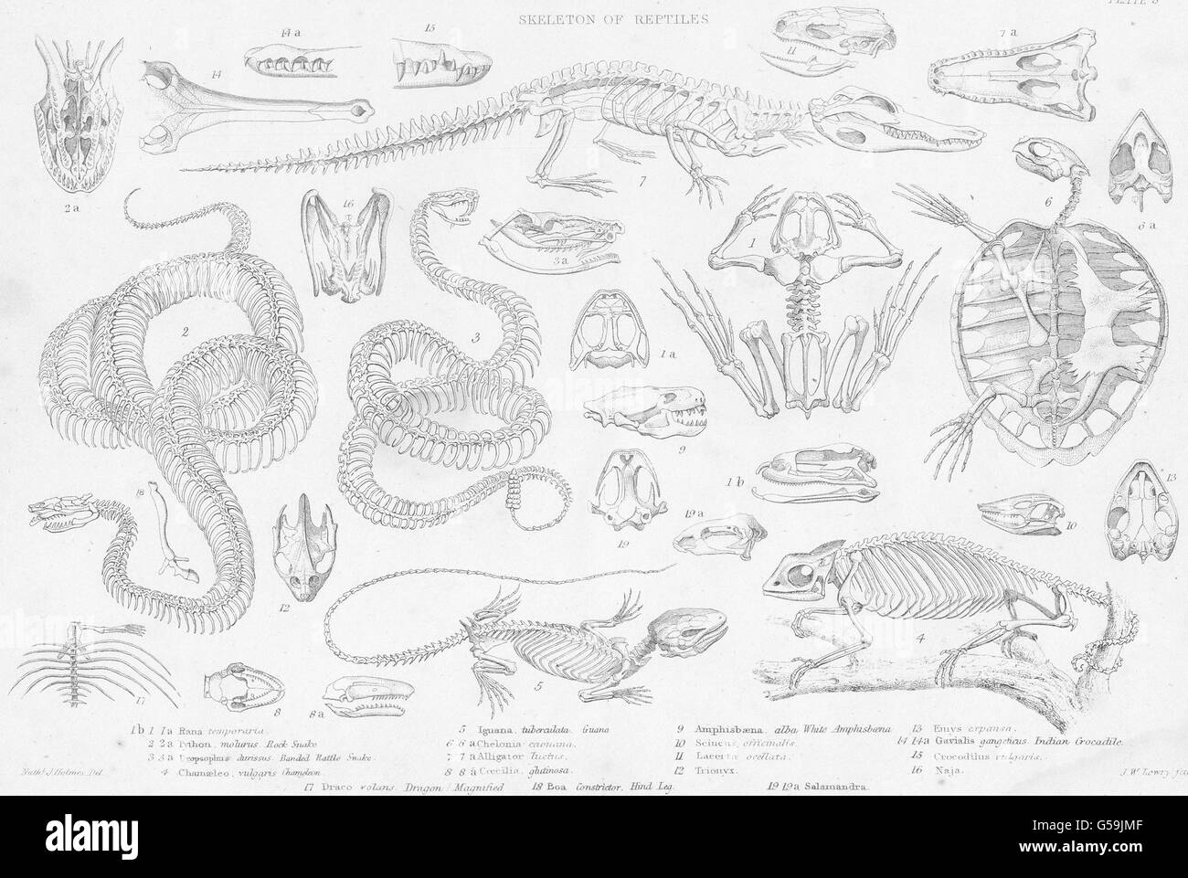 REPTILES:Skeletons:Python;Snake;chameleon;Iguana;Alligator;crocodile;Boa, 1860 Stock Photo