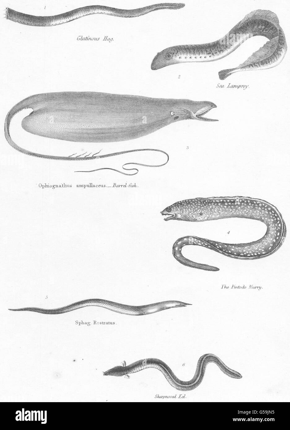 FISH:Fishes;Glutinous Hag;Sea Lamprey;Barrel;Pintodo Murry;Sharpnosed Eel, 1860 Stock Photo