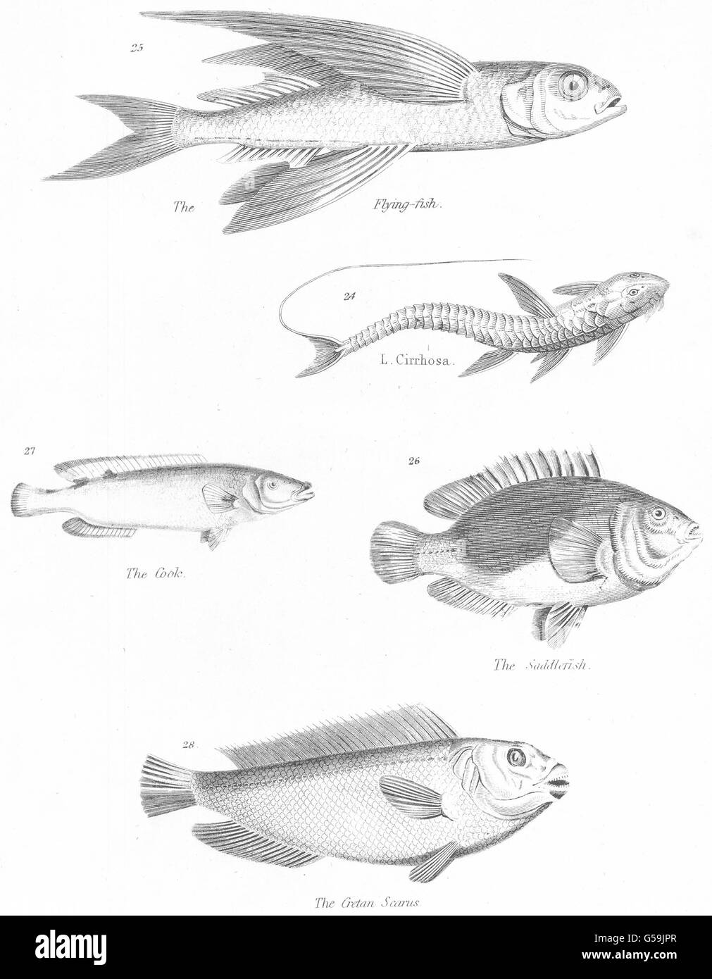 FISH: Fishes; Flying; L. Cirrhosa; Cook; Saddlefish; Cretan Scarus, print 1860 Stock Photo