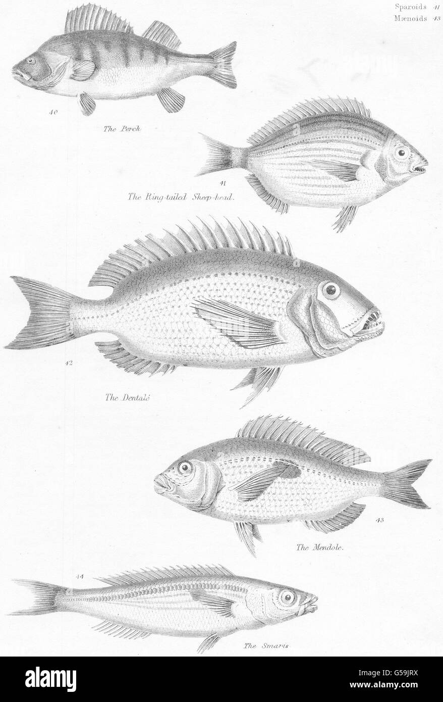FISH: Fishes; Perch; Ring tailed Sheep- head; Dentalé; Mendole; Smaris, 1860 Stock Photo