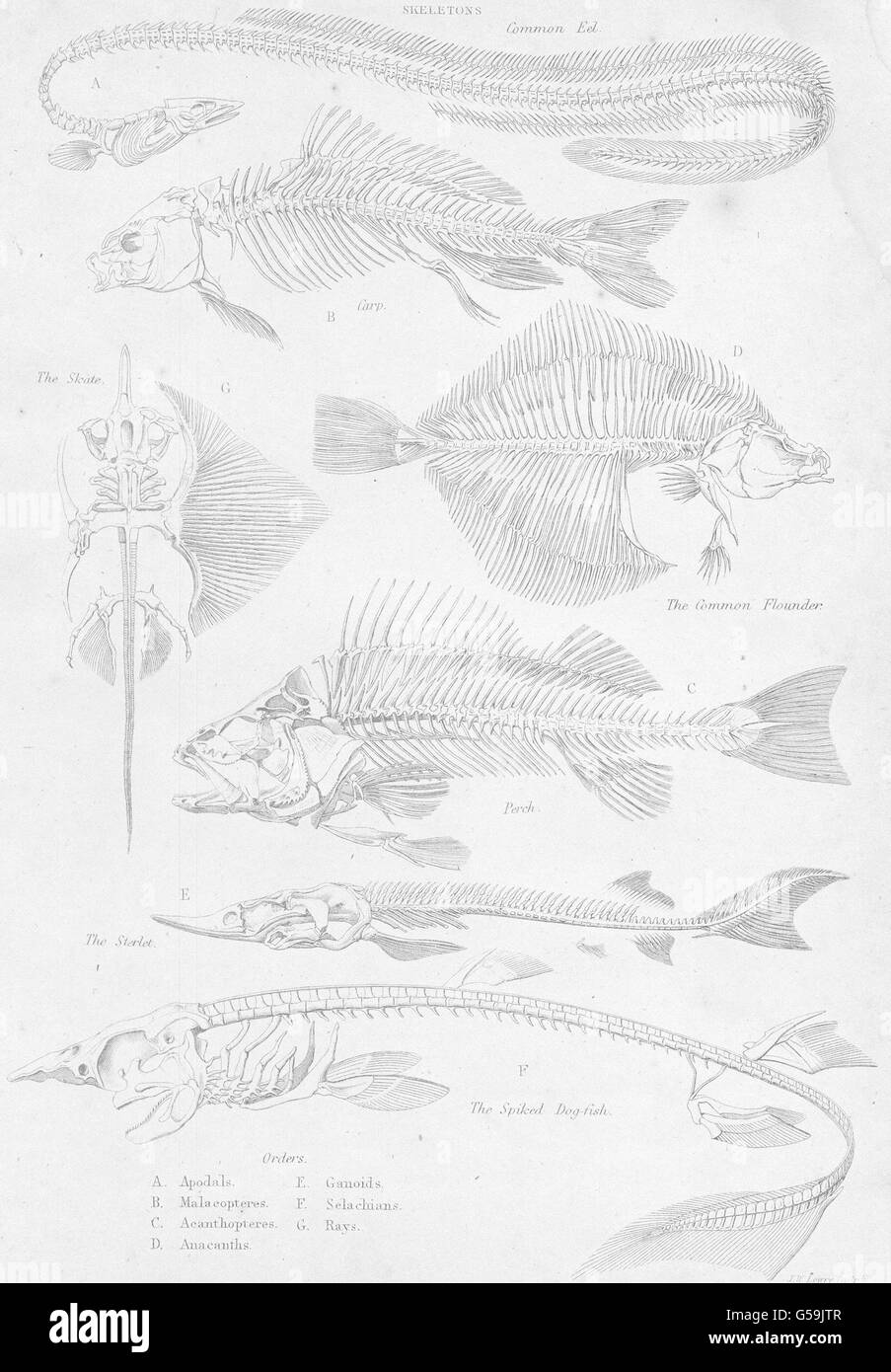 FISH:Fishes Skeletons;Cmn Eel;Carp;Skate;Flounder;Perch;Sterlet;Spiked Dog 1860 Stock Photo
