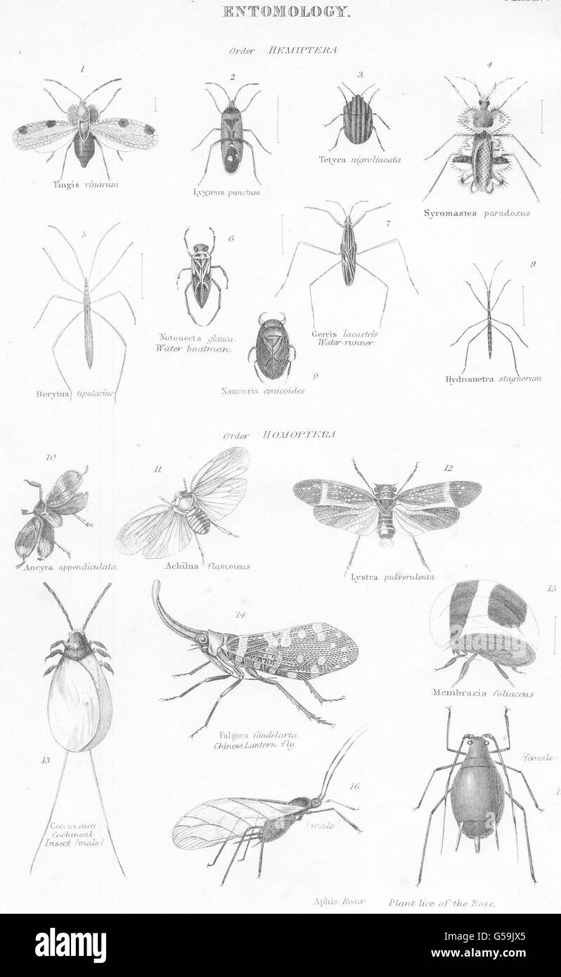 ENTOMOLOGY:Hemiptera;Water boatman;-runner;Chinese Lantern fly;Plant lice, 1860 Stock Photo