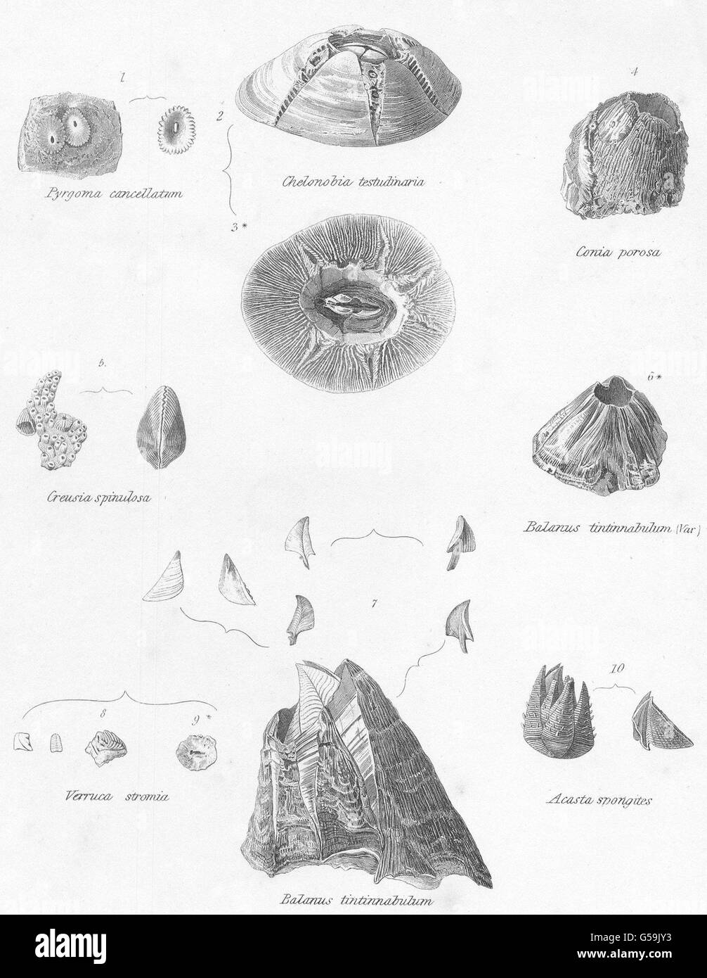 CIRRIPEDES: Pyrgoma Cancellatum; Chelonobia testudinaria; Conia porosa, 1860 Stock Photo