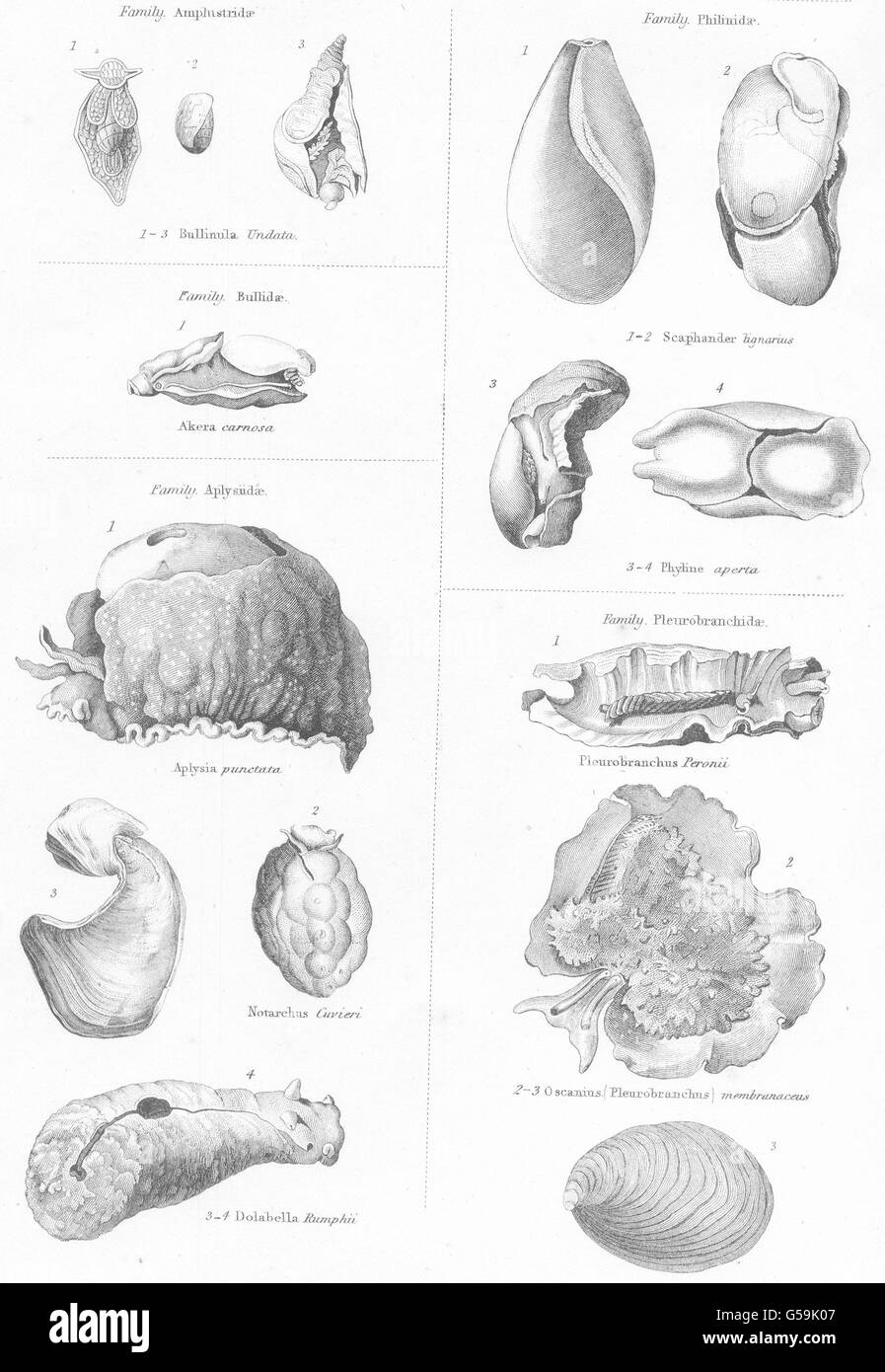 MOLLUSCS: Amphustridae; Butlidae; Aplysiidae; Philinidae; Pleurobranchidae, 1860 Stock Photo