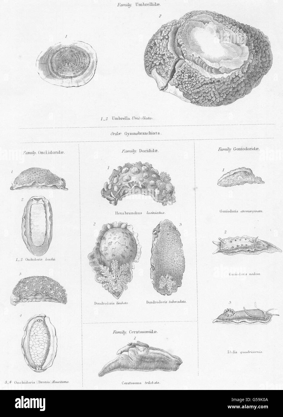 MOLLUSCS: Umbrellidae; Onchidoridae; Dorididae; Goniodoridae, old print 1860 Stock Photo