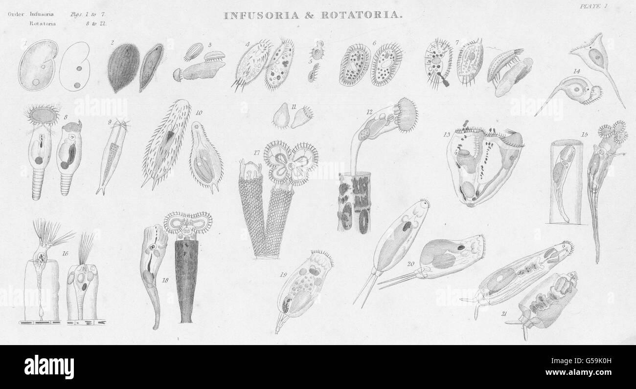 INFUSORIA ROTATORIA:Kolpoda,Ren;Ophryoglena,Acuminata;Oxytricha,Cicada, 1860 Stock Photo