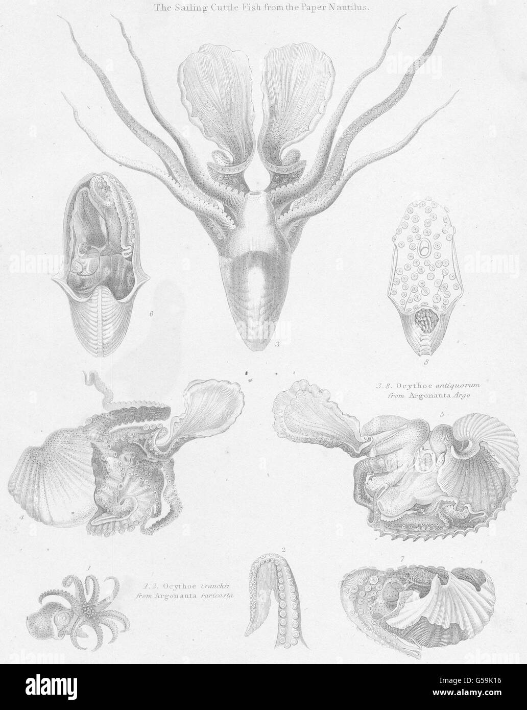 MOLLUSCS: animal shell front arm dilatation anterior pair contracted eggs, 1860 Stock Photo