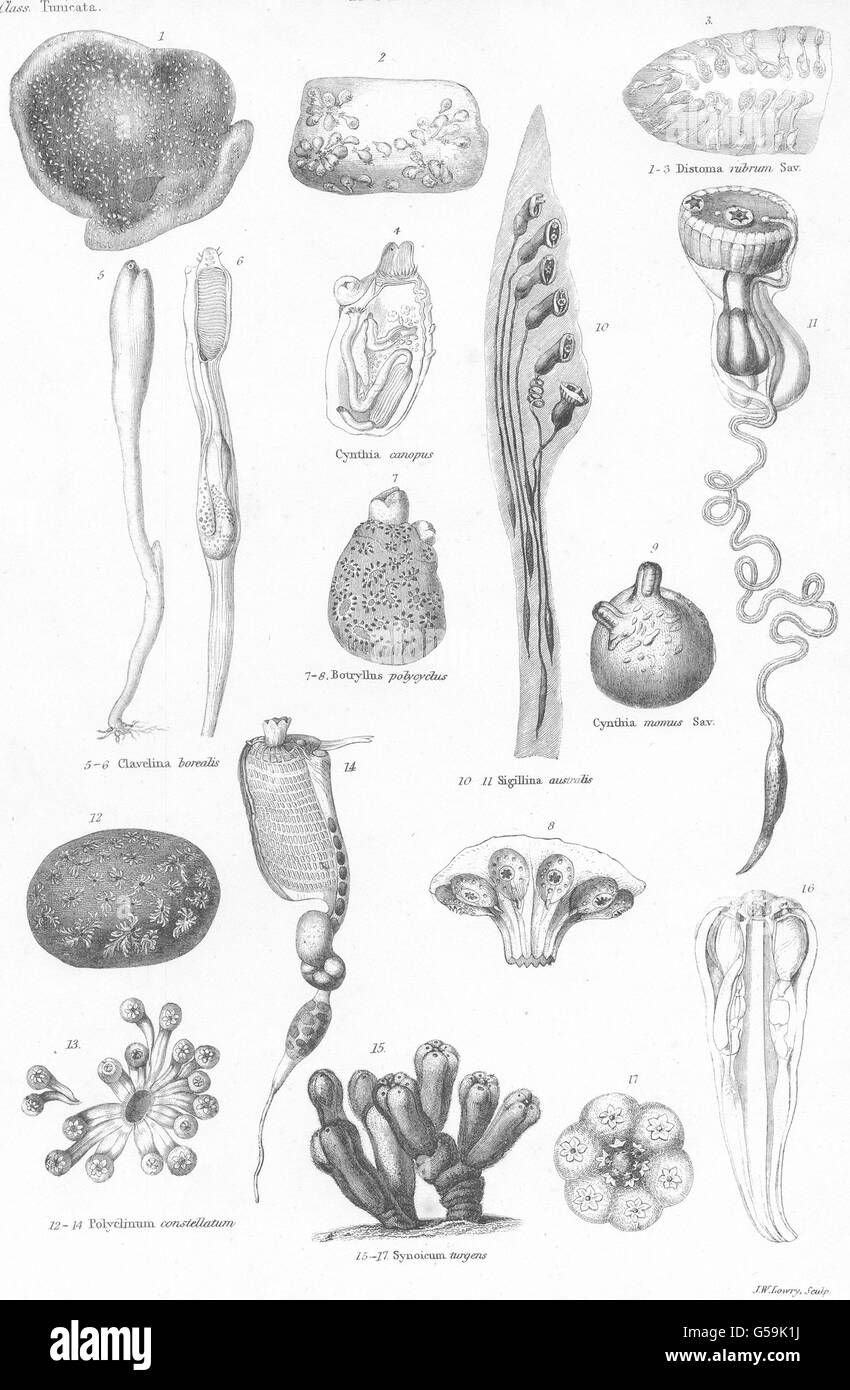 MOLLUSCS:Distoma rubrum sav;Cynthia canopus;Clavelina borealis;Botryllus, 1860 Stock Photo