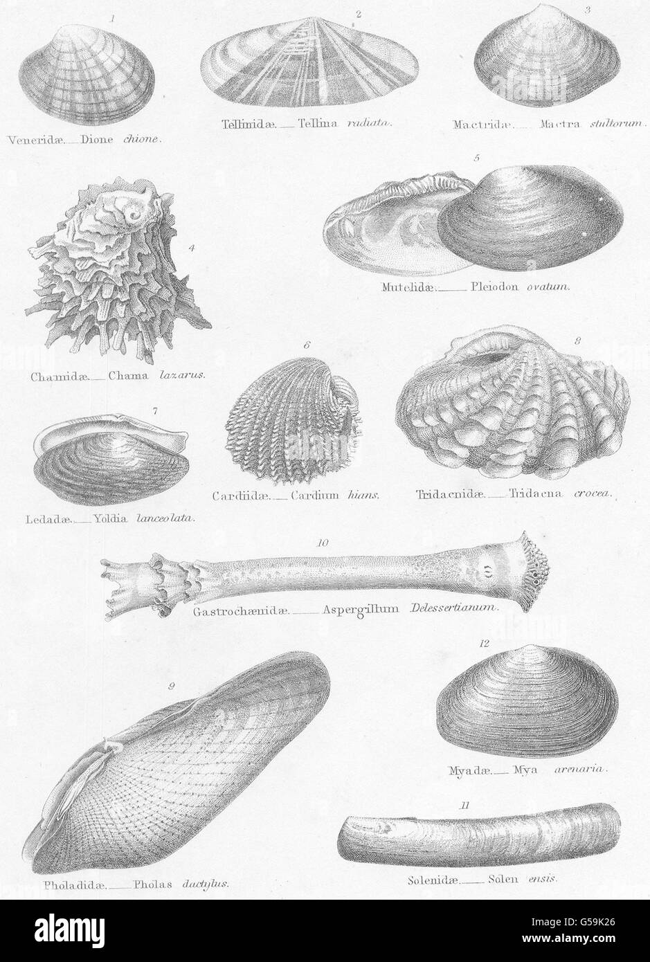 MOLLUSCS: Veneridae; Tellinidae; Mactridae; Chamidae; Mutelidae; Cardiidae, 1860 Stock Photo