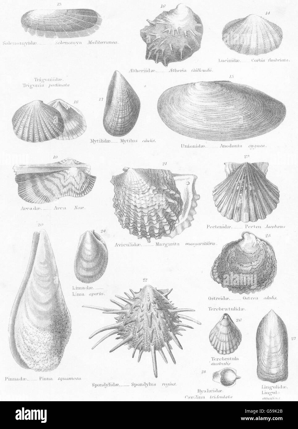 MOLLUSCS:Solenomyidae;Lucinidae;Unionidae;Aetheriidae;Mytilidae;Trigoniidae 1860 Stock Photo
