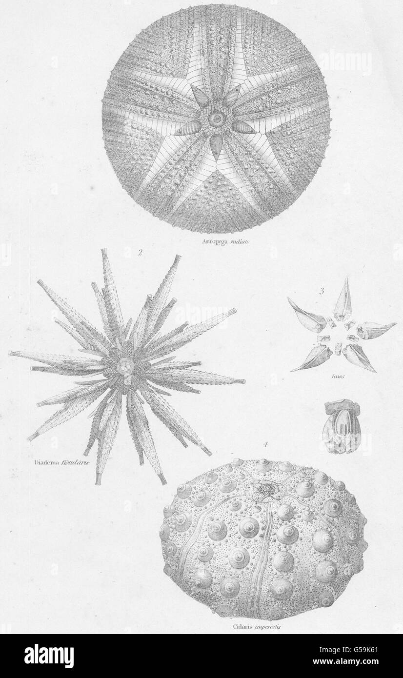 ECHINODERMATA CIDARIDAE: Astropyga radiata; Diadema fistularis; Jaws, 1860 Stock Photo