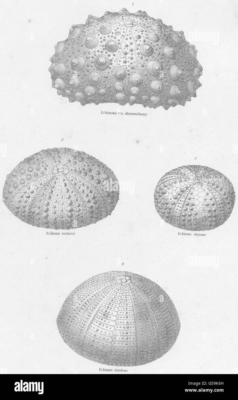 ECHINODERMATA ECHINIDAE: Echinometra Mammillatus; Echinus miliaris; elegans 1860 Stock Photo