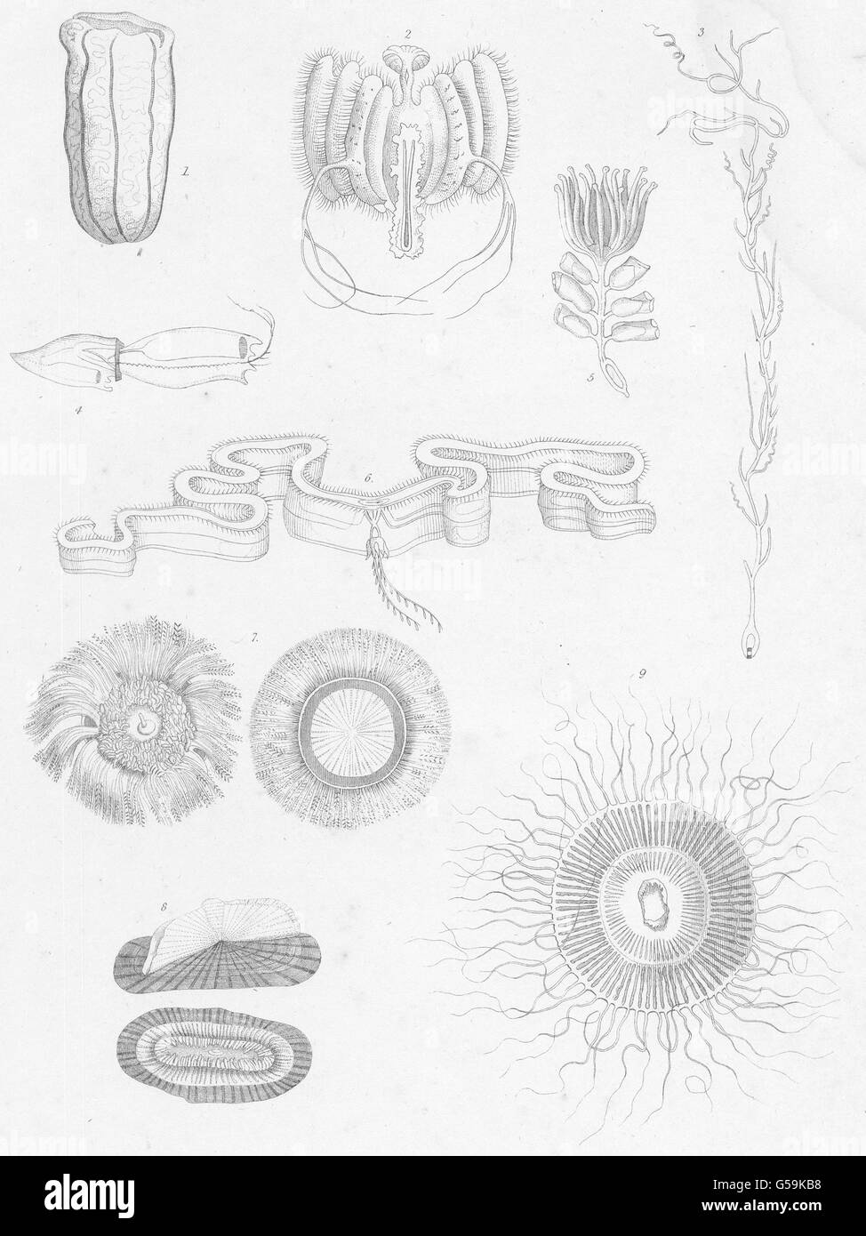 ACALEPHAE: Stara Zagora macrostoma; Janira hexagona; Rhizophysa planostoma, 1860 Stock Photo