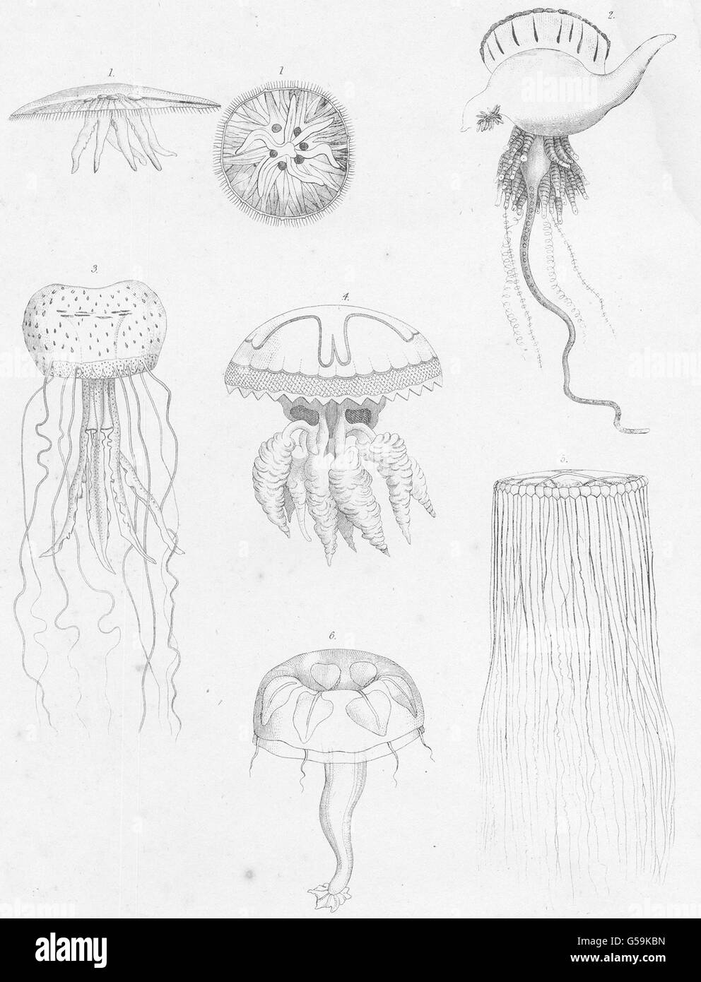ACALEPHAE:Cyanaea aurita;Physalia megalista;Pelagia planospyra;Rhizostoma, 1860 Stock Photo