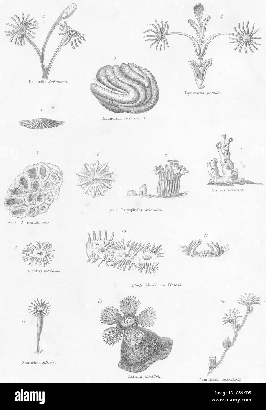 POLYPS: Laomedia dichotoma; Dynamena pumila; Meandrina cerebriformis, 1860 Stock Photo