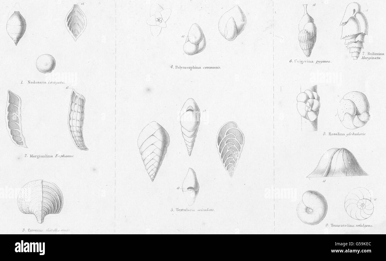 AMOEBOIDS: Rhizopoda; Nodosaria laevigata; Marginulina Raphanus; Pavonina, 1860 Stock Photo