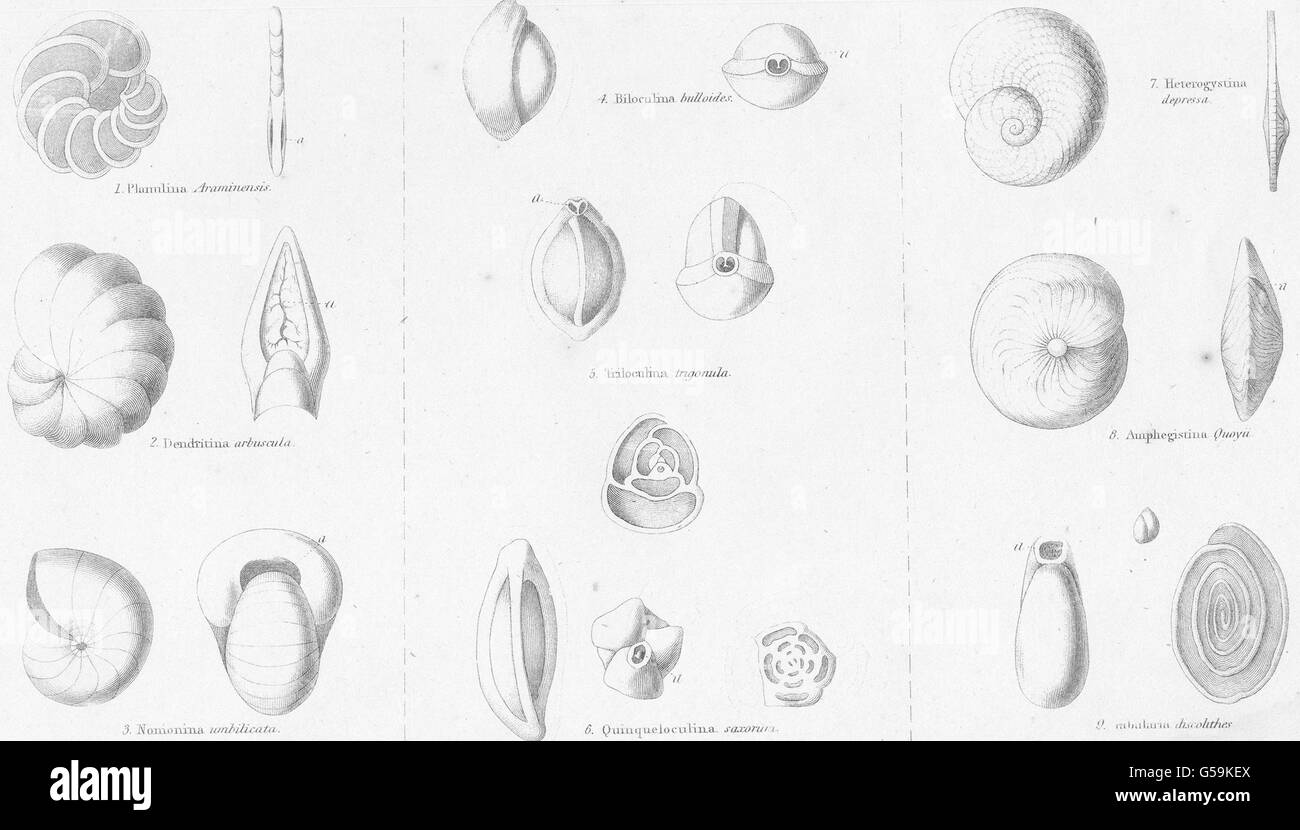 AMOEBOIDS: Rhizopoda Polystomelladae; Planulina Araminensis; Dendritina, 1860 Stock Photo