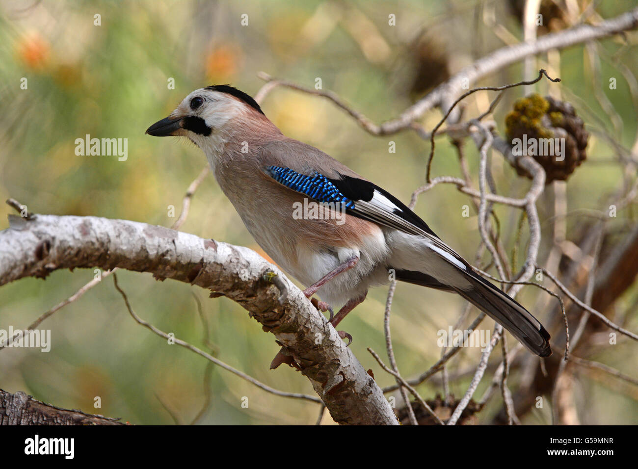 Eurasian Jay Feathers High Resolution Stock Photography and Images - Alamy