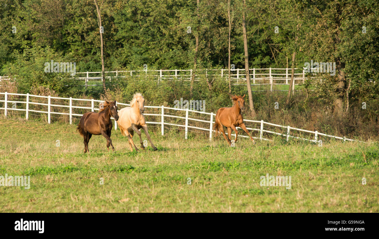 Herd of quarter horses in a breeding farm Stock Photo Alamy