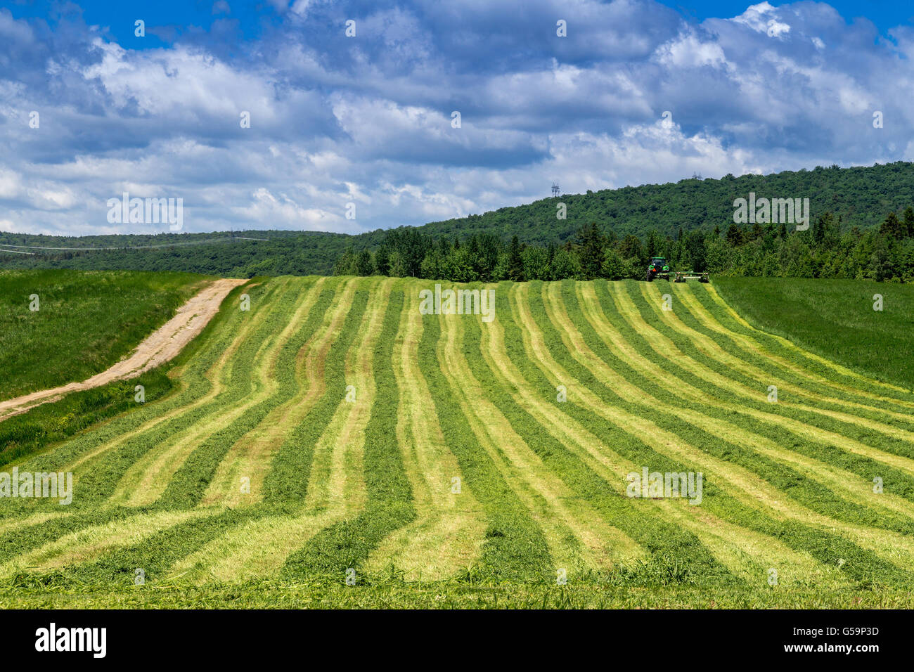 freshly cut hay field drying landscape Stock Photo