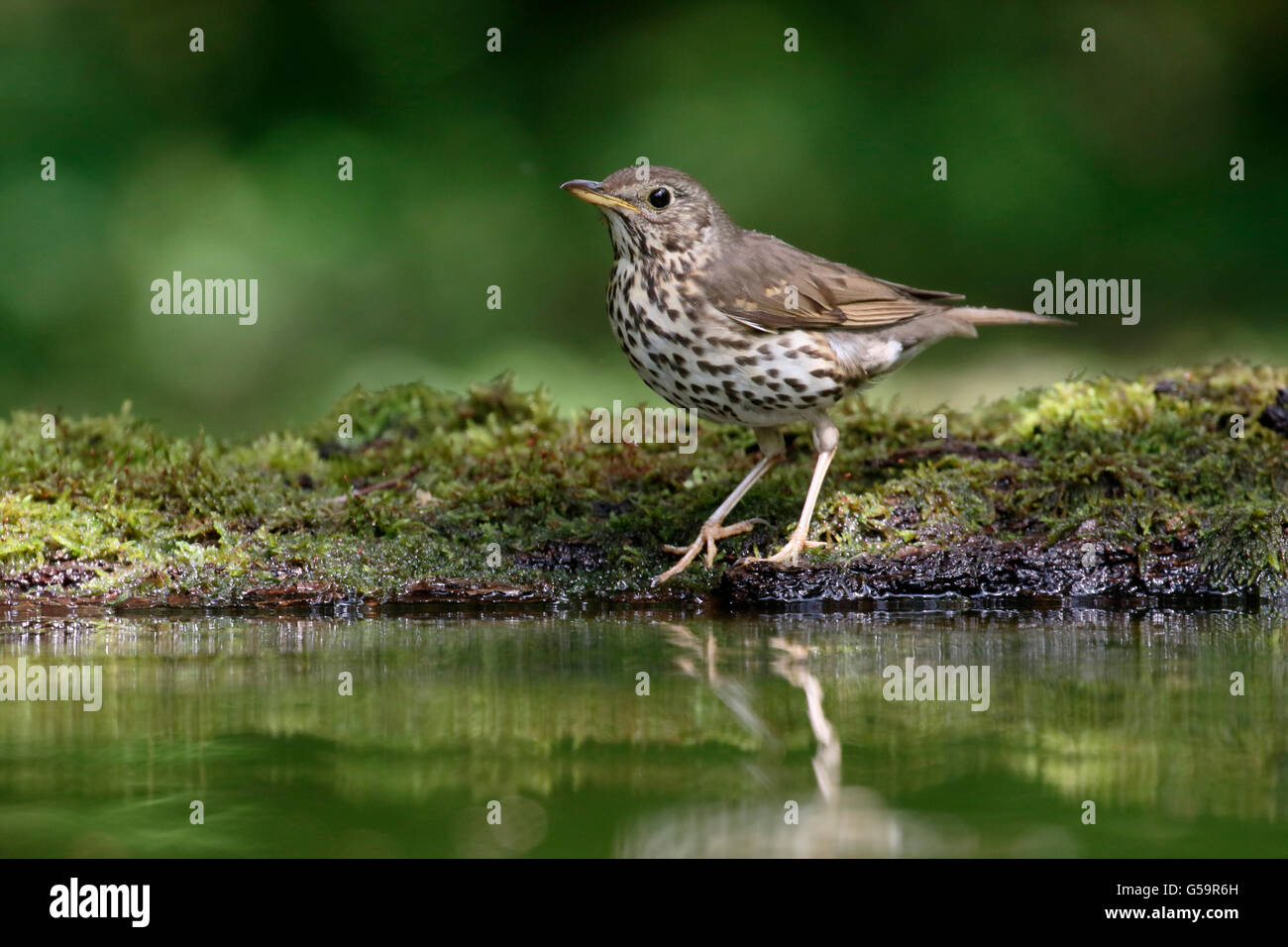 Song thrush, Turdus philomelos, single bird by water, Hungary, May 2016 Stock Photo