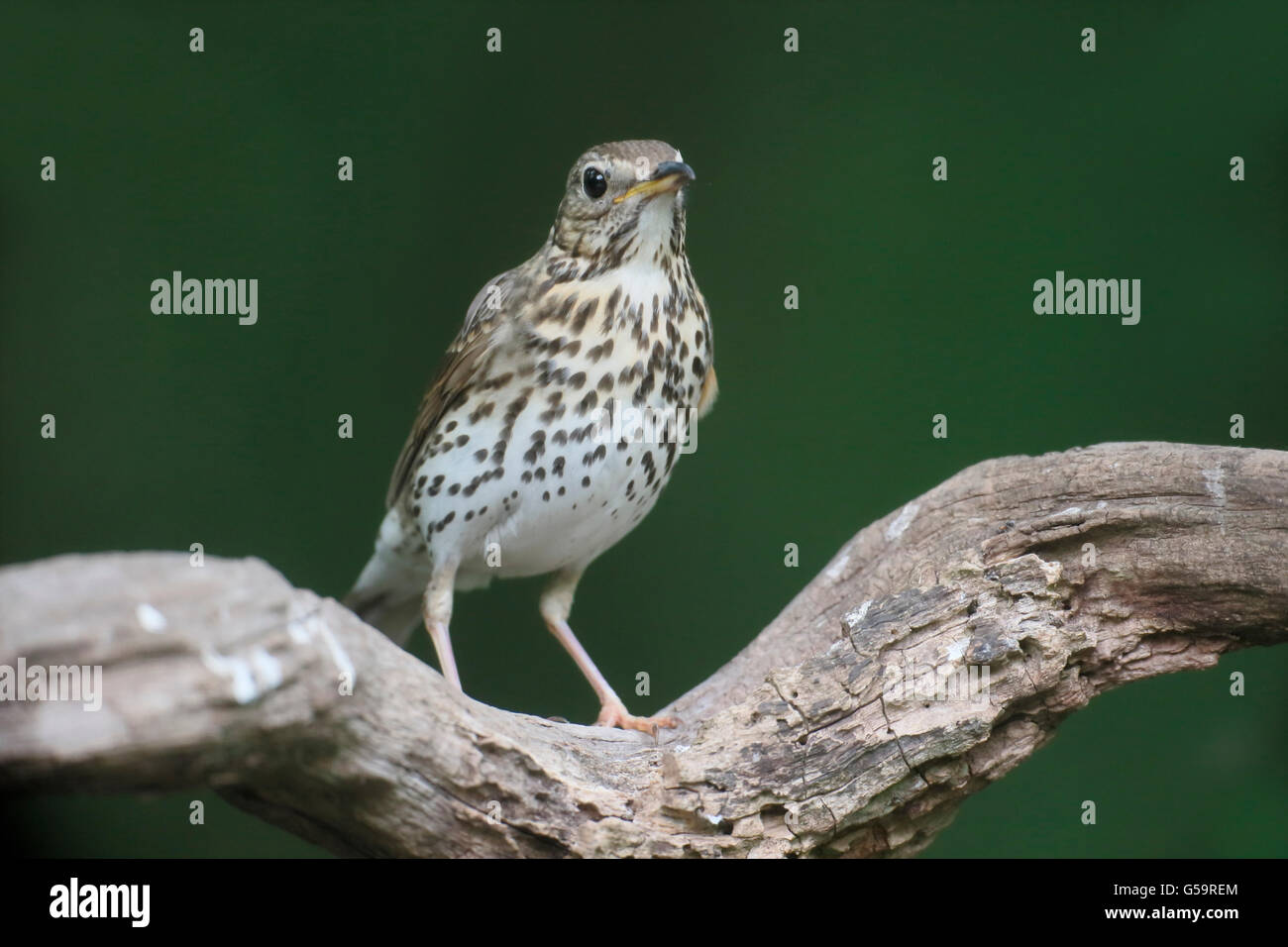 Song thrush, Turdus philomelos, single bird on branch, Hungary, May 2016 Stock Photo
