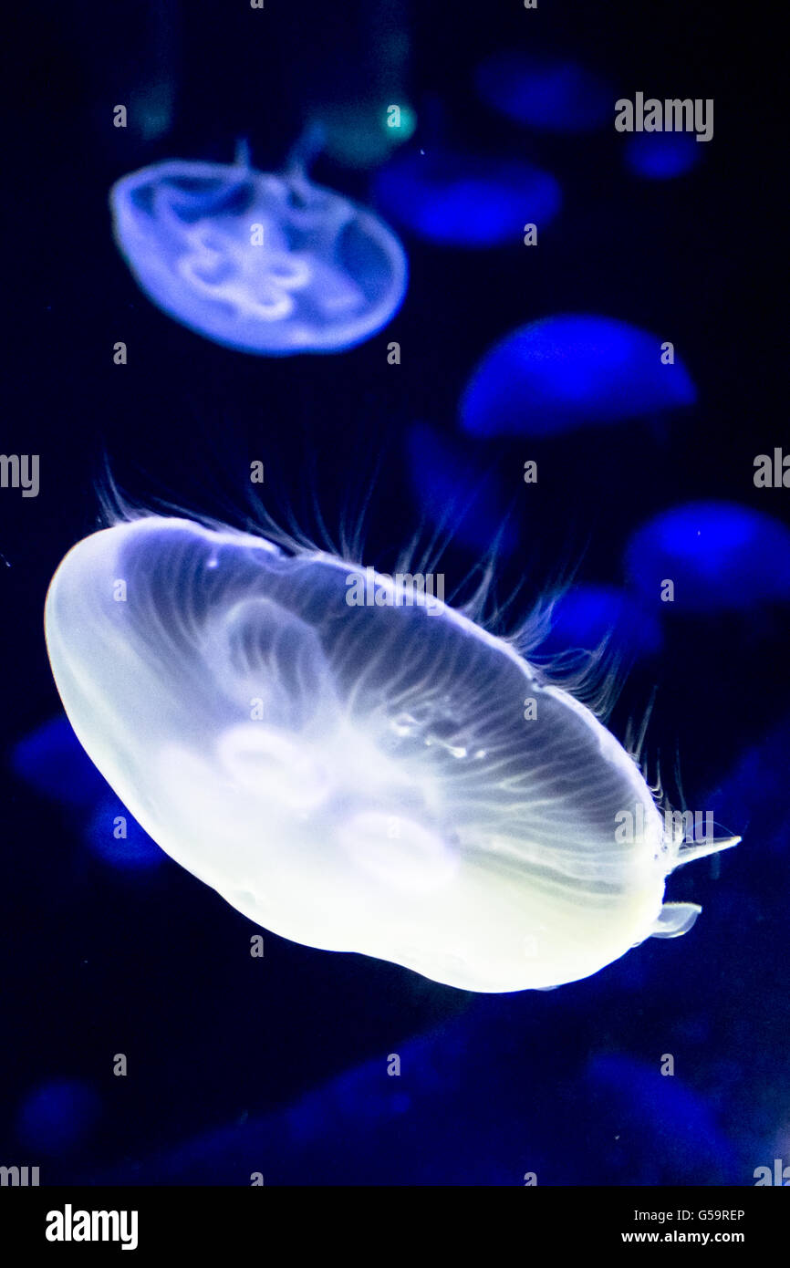 Jelly fish floating in deap blue water. Stock Photo