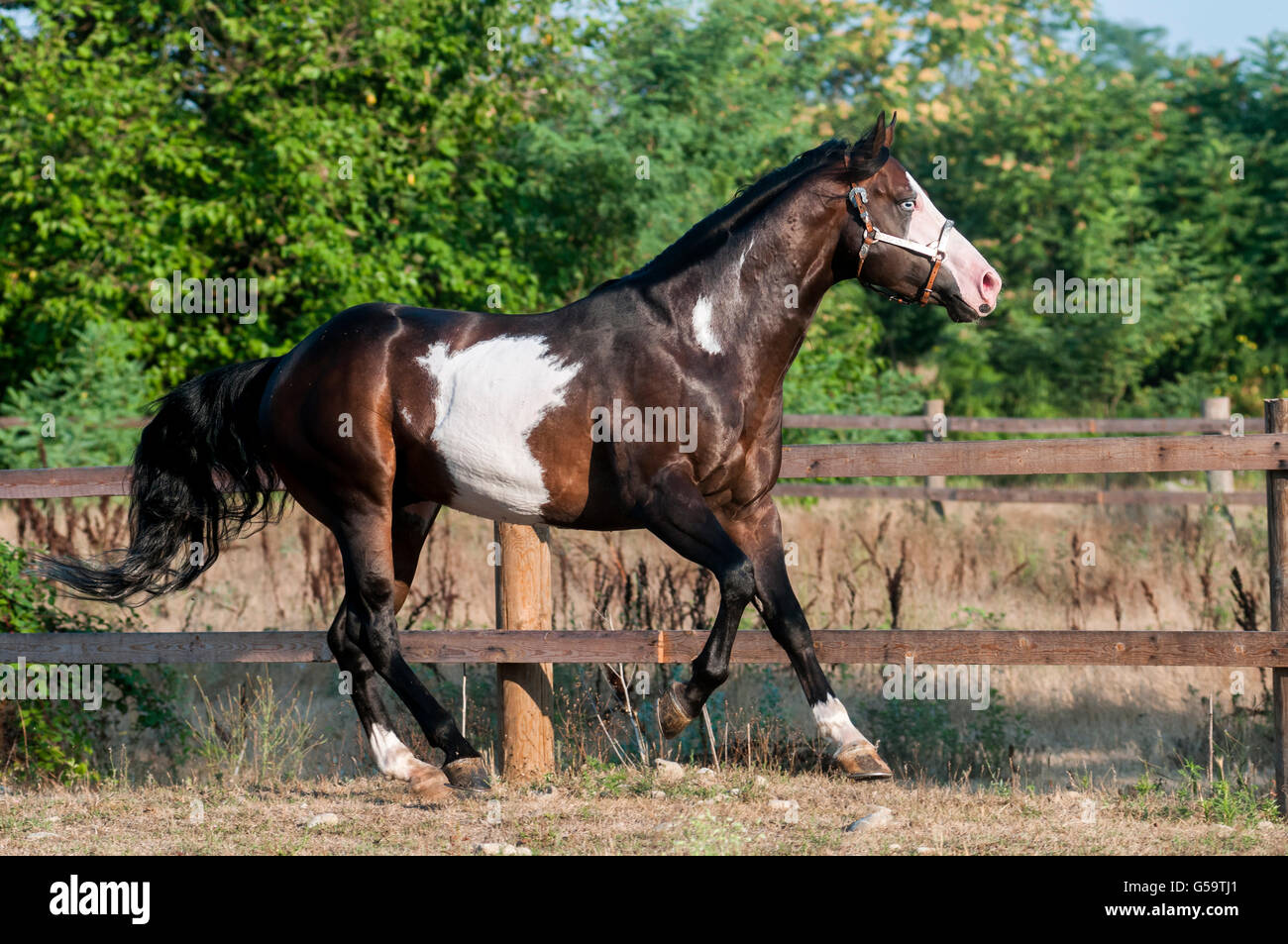 Beautiful paint horse in freedom Stock Photo Alamy