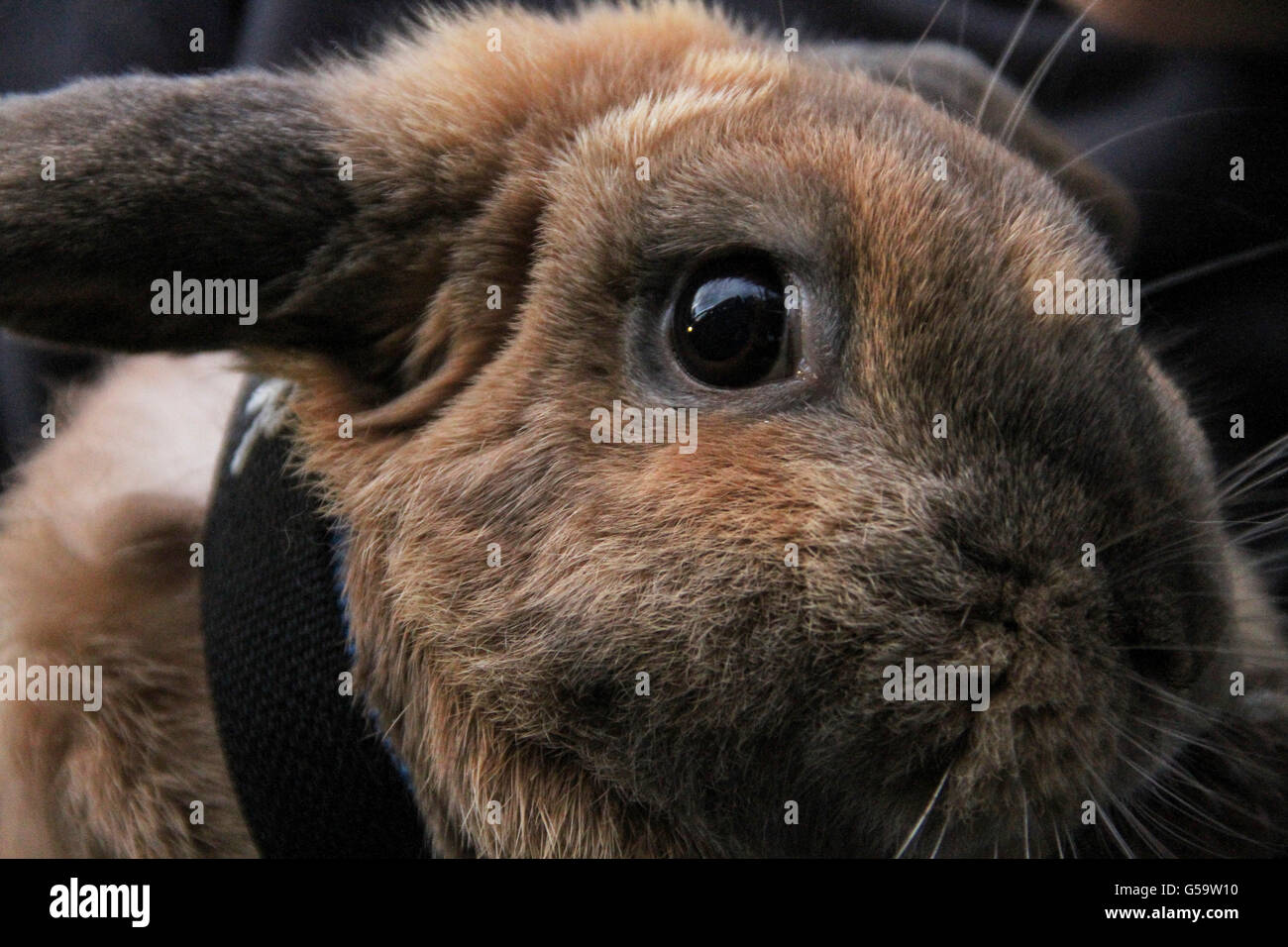 Rabbit eye close up hi-res stock photography and images - Alamy