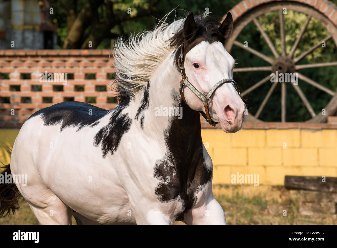 Beautiful paint horse in freedom Stock Photo Alamy