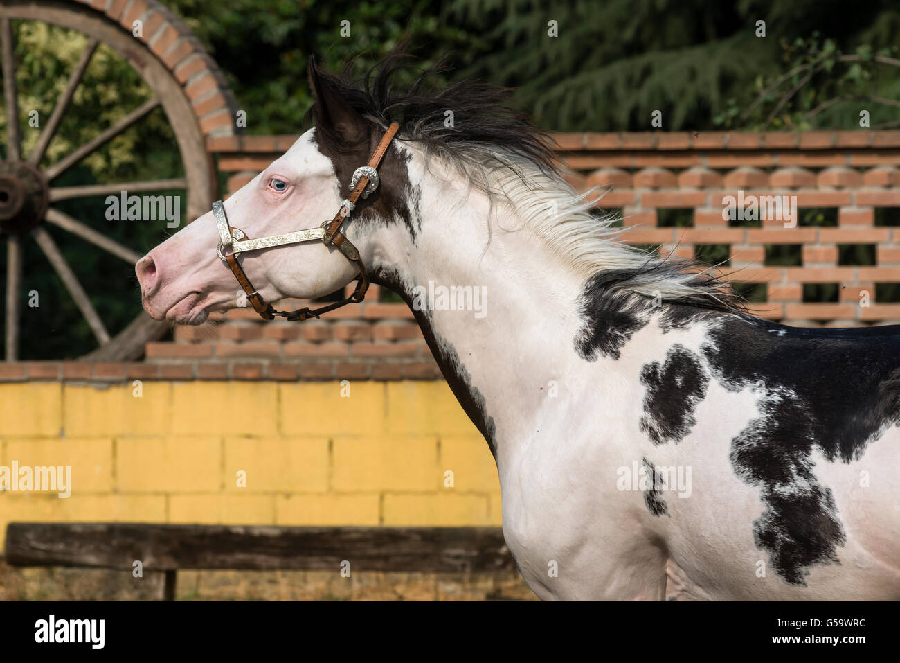 Beautiful paint horse in freedom Stock Photo Alamy