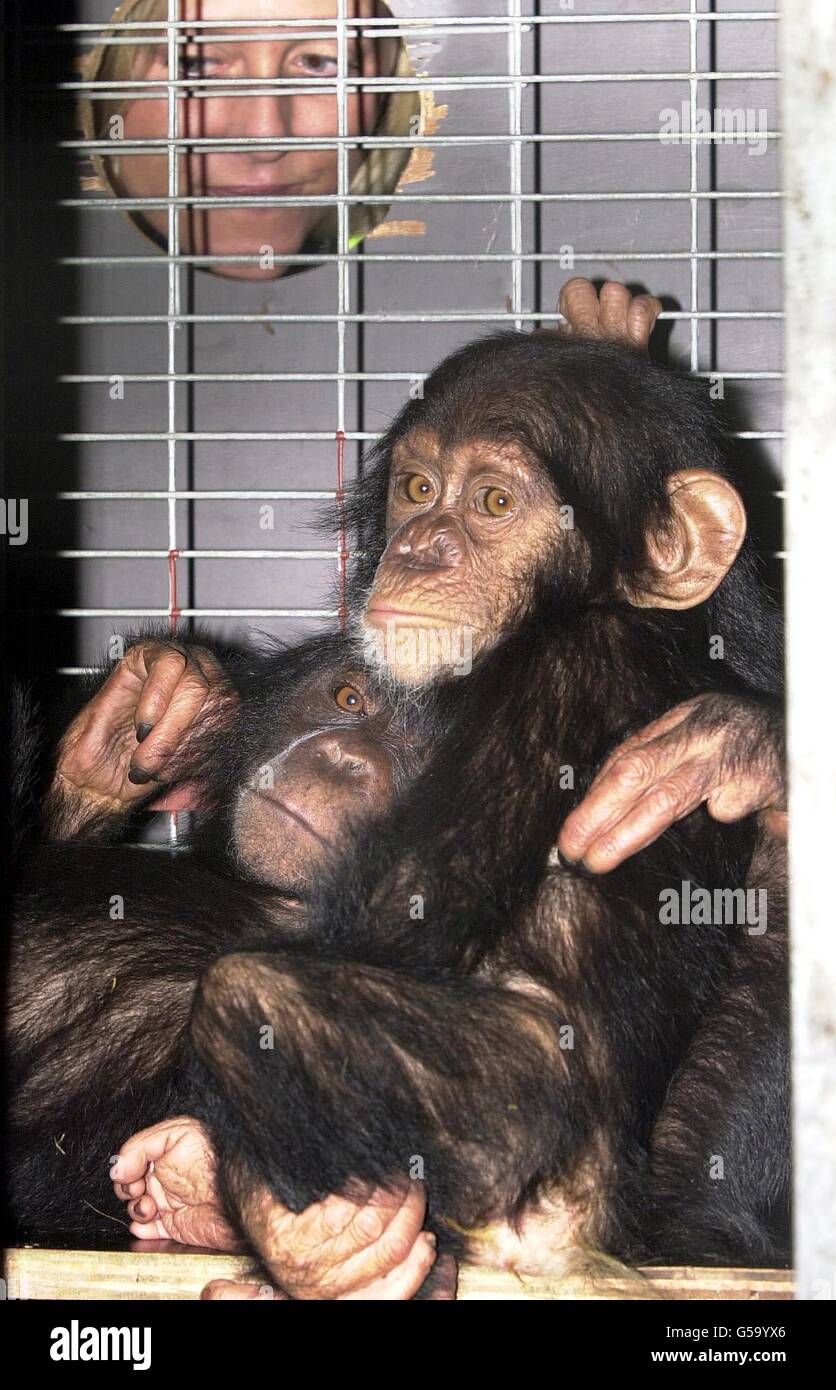 An airport worker peers thgough the cage of the two baby chimpanzees at London's Gatwick Airport before embarking on a 12-hour flight from the airport to their new home in Africa, after a failed attempt to smuggle them into the Middle East. * The wild chimps, a three-year-old female (L) and a male aged 15 months, were being flown to Lusaka, Zambia, courtesy of British Airways World Cargo following their ordeal last September. Customs officials at Doha airport in Qatar discovered the apes crammed into a small container which was concealed in a carton carrying exotic birds. Stock Photo