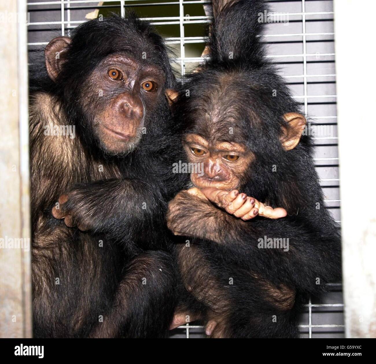 baby Chimps Stock Photo