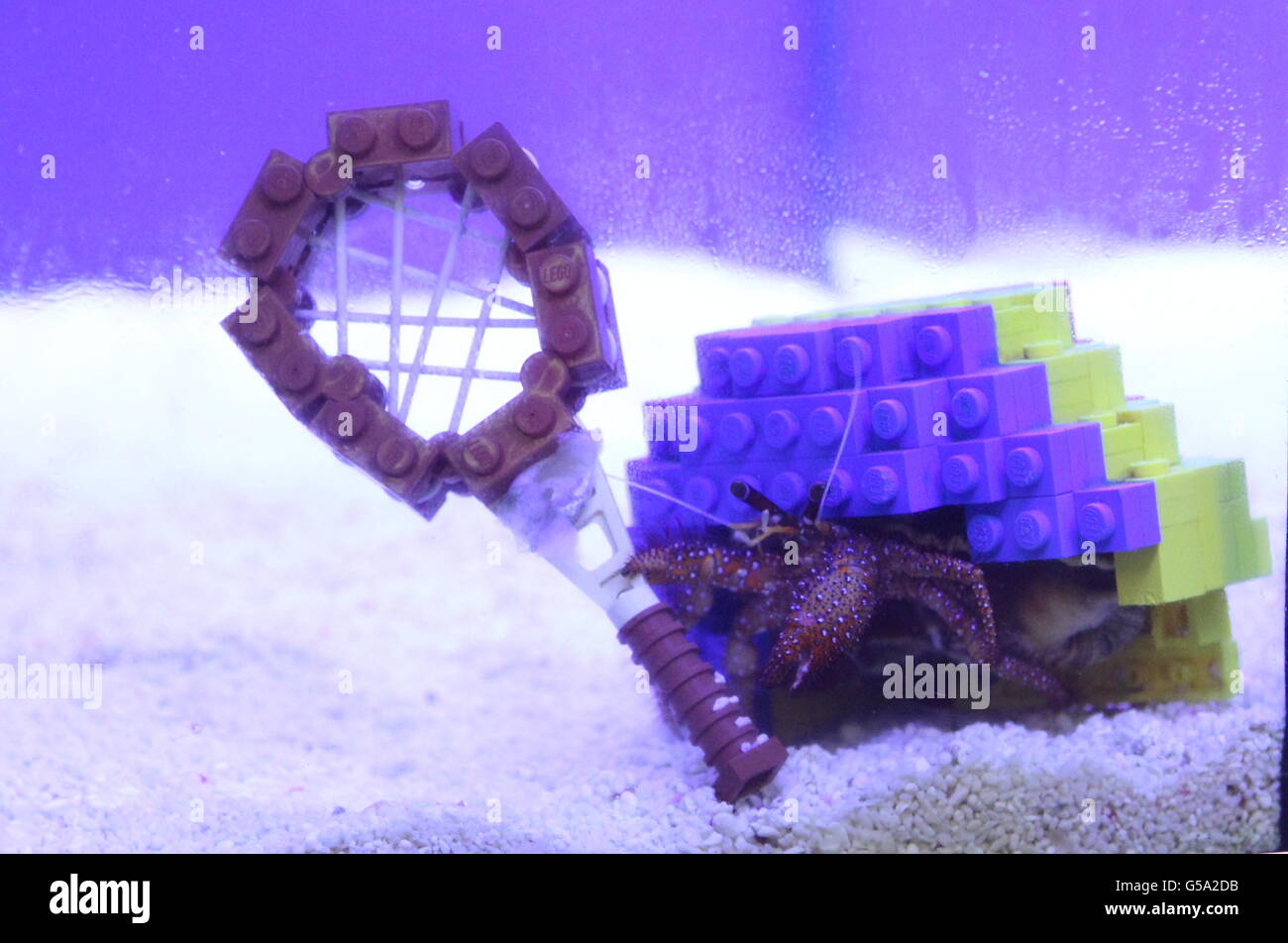 Harry the hermit crab holds a miniature Lego tennis racquet in his home at the Atlantis Submarine Voyage ride at LEGOLAND Windsor Resort in Berkshire Stock Photo Alamy