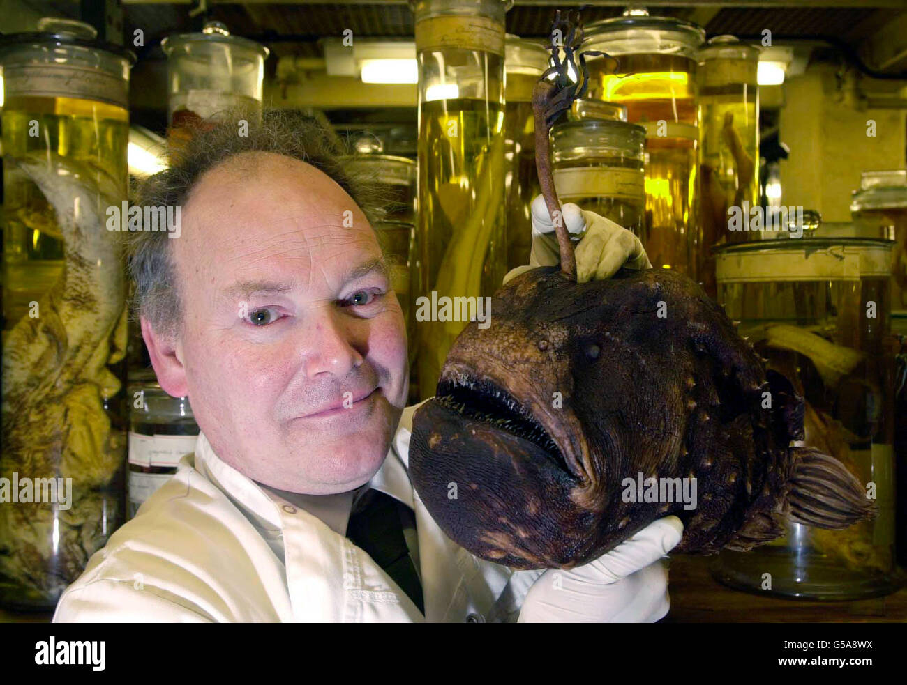 Oliver Crimmen, Lead Curator of Fish, with a rare preserved angler fish at the Natural History Museum, one of 22 million specimens currently being moved to the Museum's new Darwin Centre which will be open to the public in spring/summer 2002. Stock Photo