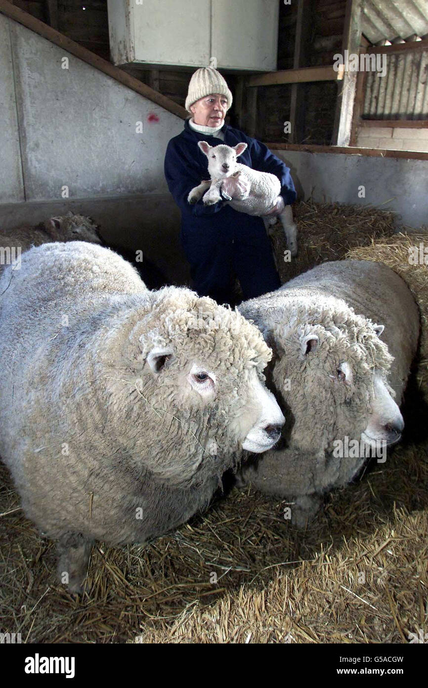 Moira Linaker with one of her rare Ryeland sheep, which have not been infected with foot and mouth disease. Mrs Linaker, who runs her farm at Warwick Bridge, in Cumbria, on her own, lives in fear of her much loved Ryeland sheep being slaughtered. * ...as she lives just four kilometres from an infected area. The government currently plans to cull animals living within three kilometres of an outbreak if it is thought they may be carrying foot and mouth. After losing her son, Stephen Linaker, in a motorbiking accident in the TT races in 2000, Mrs Linaker says she will lose everything she has Stock Photo